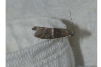 Elegia atrifasciella
