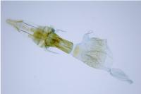 Elegia atrifasciella