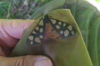 Arctia villica