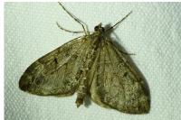 Thera britannica