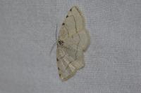 Stegania trimaculata