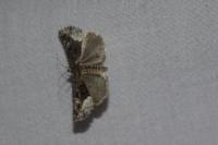 Deltote pygarga