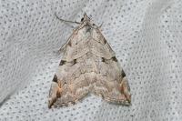 Aplocera efformata/plagiata