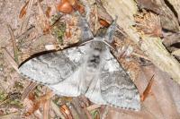 Calliteara pudibunda