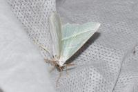 Campaea margaritaria