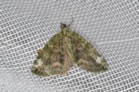 Chloroclysta siterata