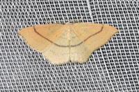Cyclophora linearia