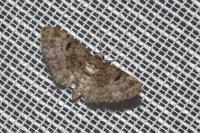 Eupithecia tantillaria