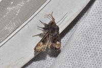 Euplexia lucipara