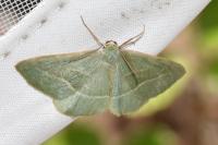 Hylaea fasciaria
