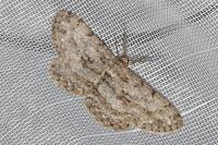 Hypomecis punctinalis