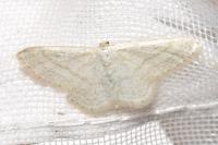 Idaea subsericeata