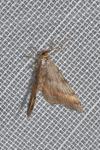 Macaria liturata