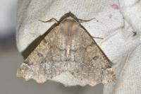 Odontopera bidentata