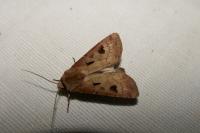 Agrotis exclamationis exclamationis
