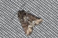 Oligia