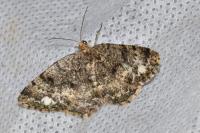 Parectropis similaria
