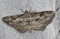 Peribatodes rhomboidaria rhomboidaria