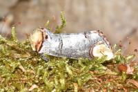 Phalera bucephala
