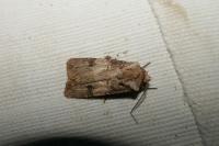 Agrotis puta