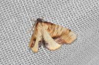 Plagodis dolabraria