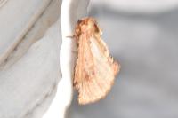 Ptilodon capucina
