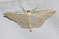 Scopula floslactata
