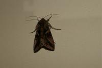 Autographa gamma