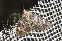 Thera britannica/variata