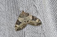 Thera vetustata