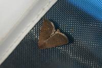 Caradrina flavirena
