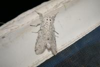 Cerura erminea