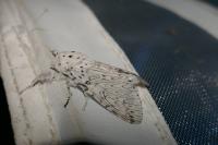 Cerura erminea
