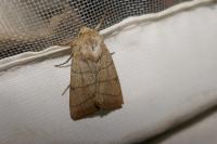 Charanyca trigrammica