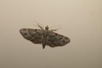 Gymnoscelis rufifasciata
