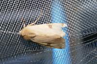 Heliothis peltigera
