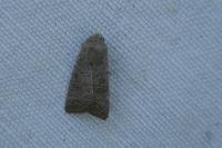 Hoplodrina ambigua/blanda