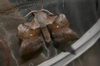 Laothoe populi