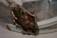 Saturnia pyri