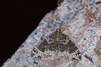 Ecliptopera silaceata