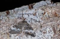 Perizoma alchemillata