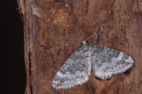 Perizoma hydrata