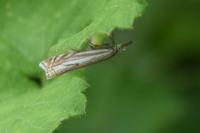 Crambus lathoniellus