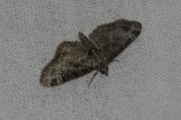 Pasiphila rectangulata