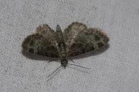Pasiphila rectangulata