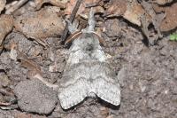 Calliteara pudibunda
