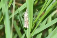 Crambus lathoniellus