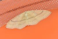 Cyclophora linearia