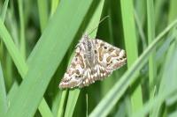 Euclidia mi