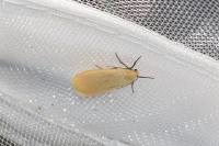 Wittia sororcula